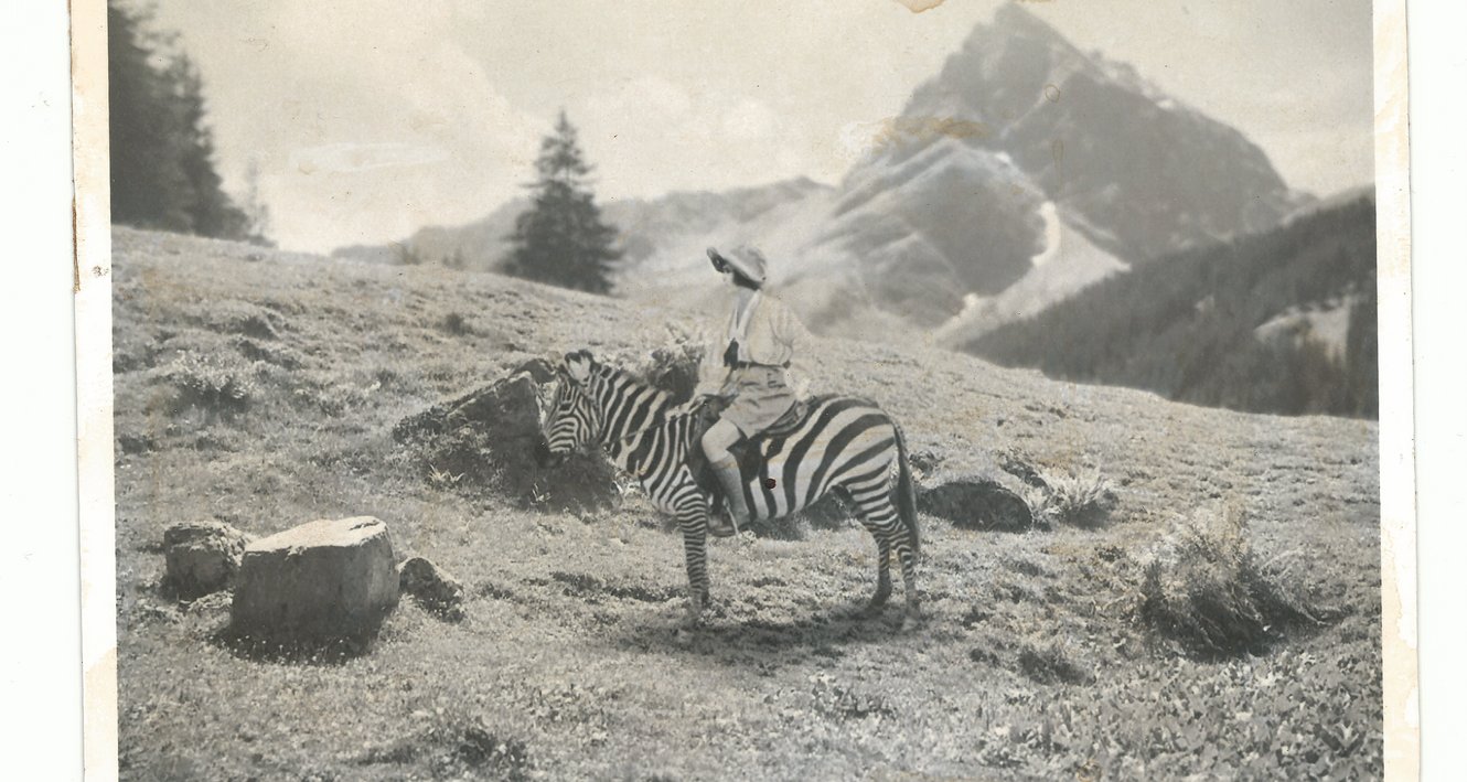 Das scheue Zebra, Foto: Bernhard Garnicnig/Bildrecht