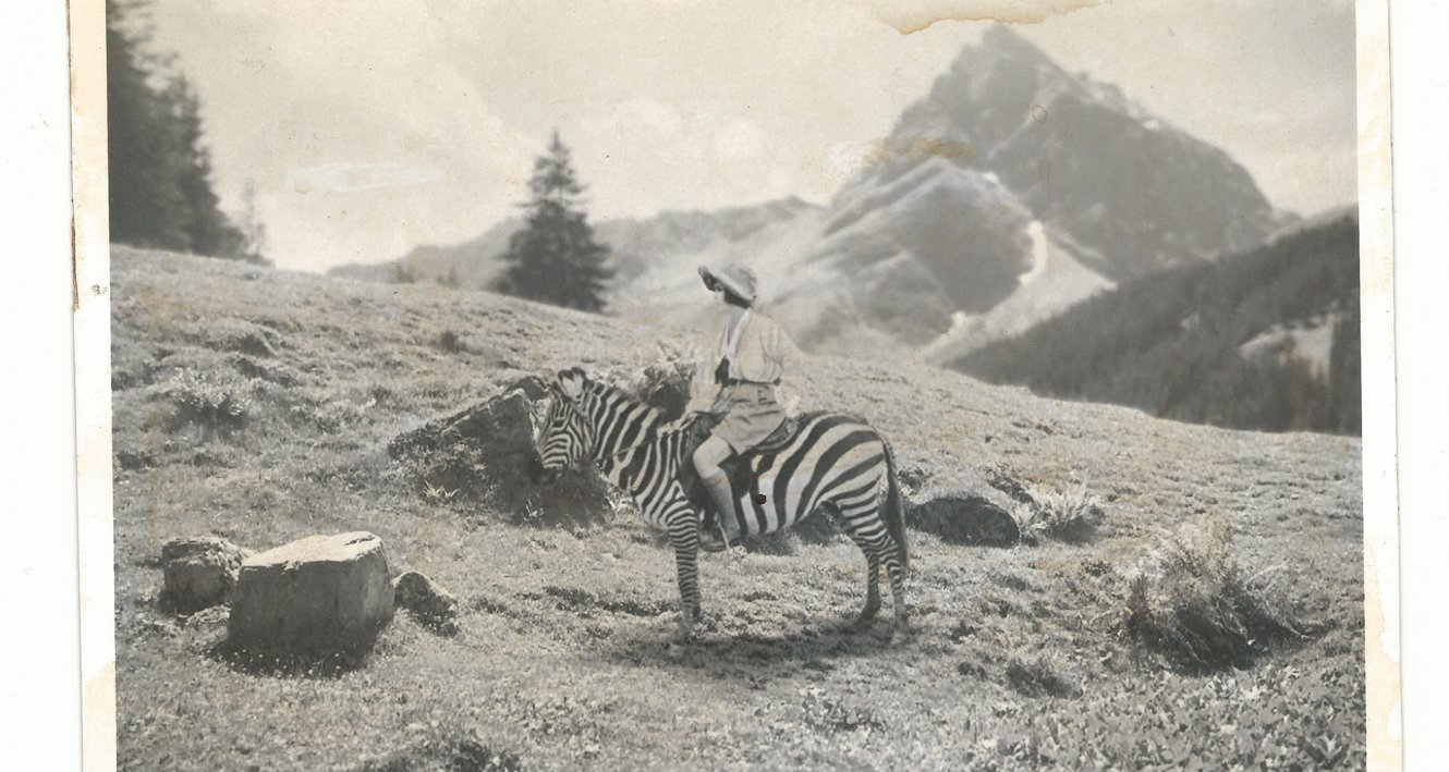 Das scheue Zebra, Foto: Bernhard Garnicnig/Bildrecht